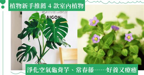 房間適合種什麼植物|新手怎麼種都美！8種好養好看的室內植物推薦與佈置 